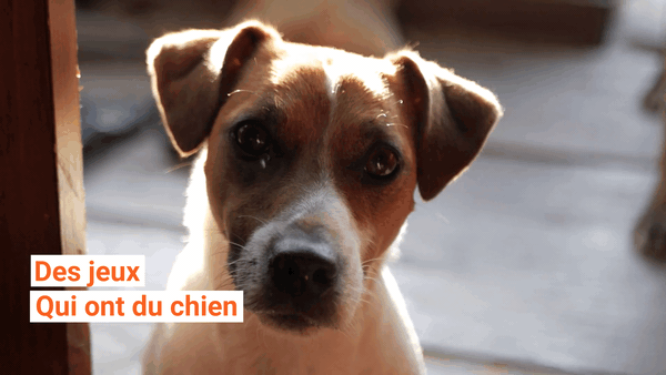 Ouaf Ouaf. Les 5 meilleurs jeux de société avec des chiens