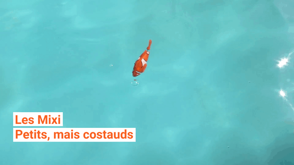 Les Mixi, ces micro jeux de société qui voient les choses en grand