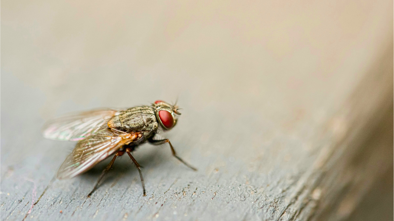 Photo by Jin Yeong Kim on Unsplash - Article Mouche bannière