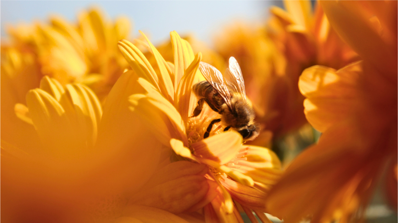 Pollinisez votre ludothèque : Une sélection de jeux spéciale abeilles