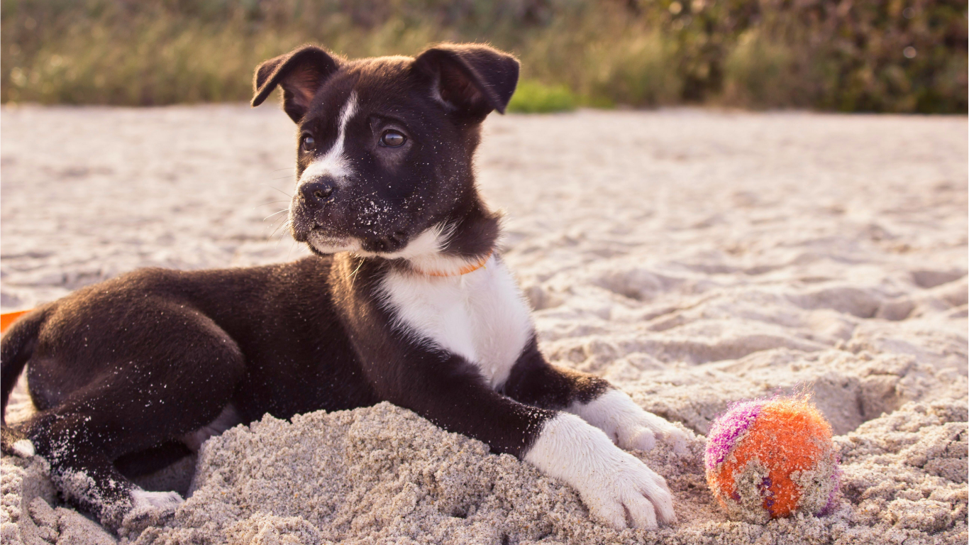 Comme nous, les chiens peuvent aussi être accro au jeu